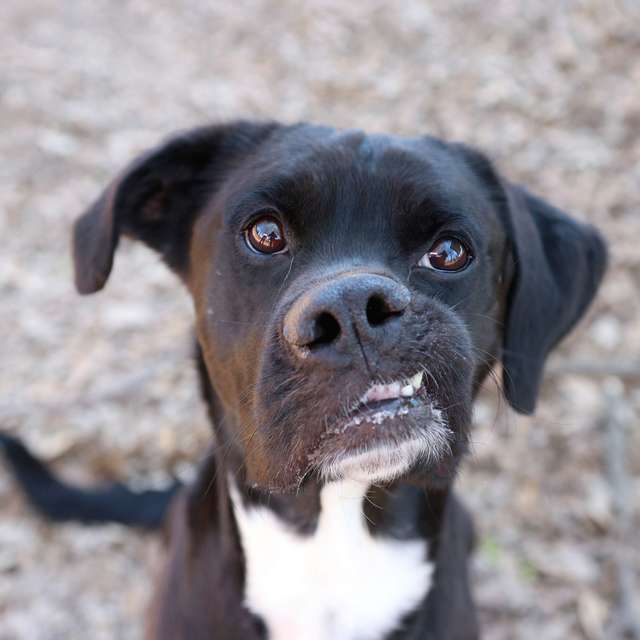 https://www.thedodo.com/close-to-home/dog-with-crooked-smile-mosley-georgia