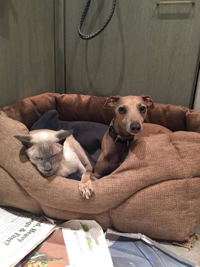 собака и кот отдыхают
