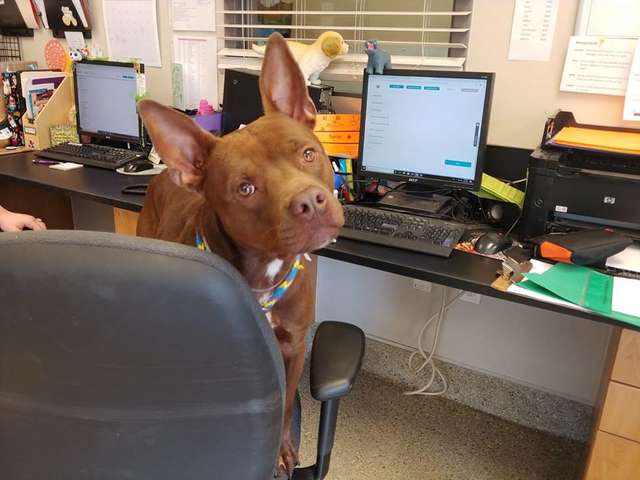 пес в офисе