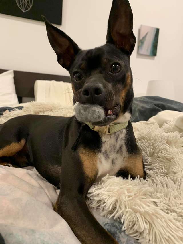 собака с мячом во рту