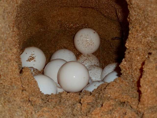 яйца черепахи