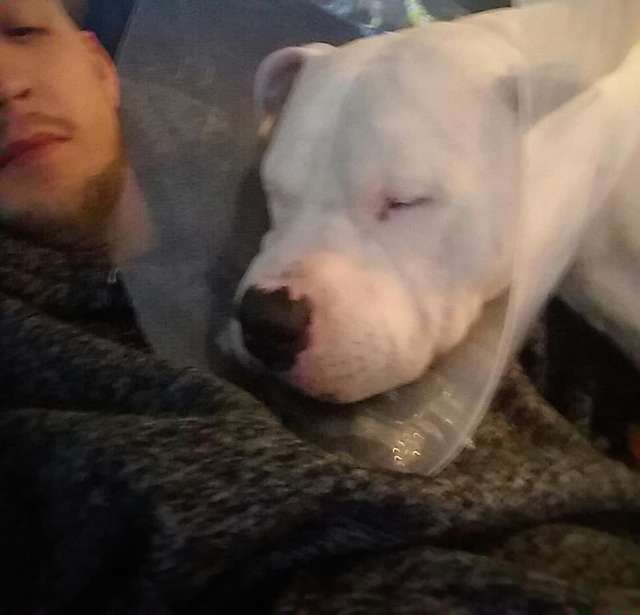 пес после операции