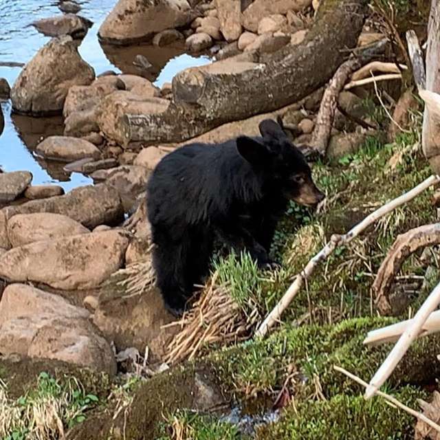 медвежонок на природе