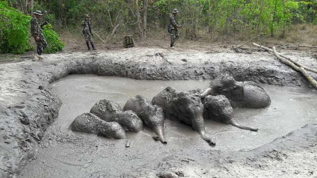 слонята в грязи