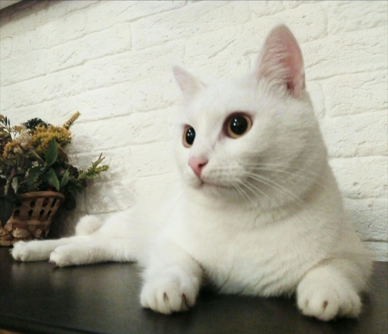 белый кот рис 2
