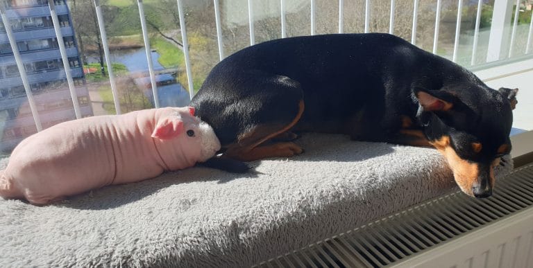 морская свинка с собакой