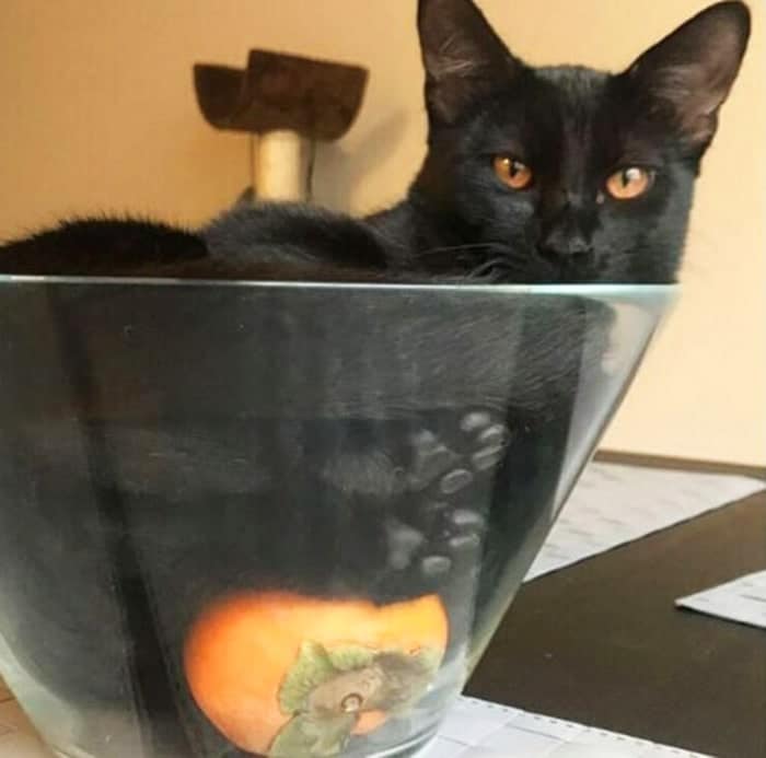 кошка в вазе