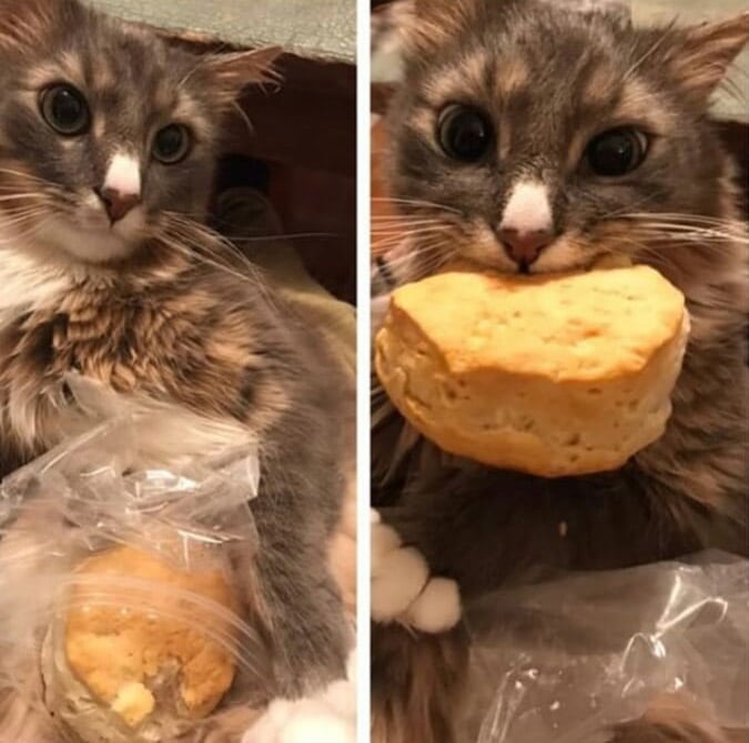 кошка и печенье