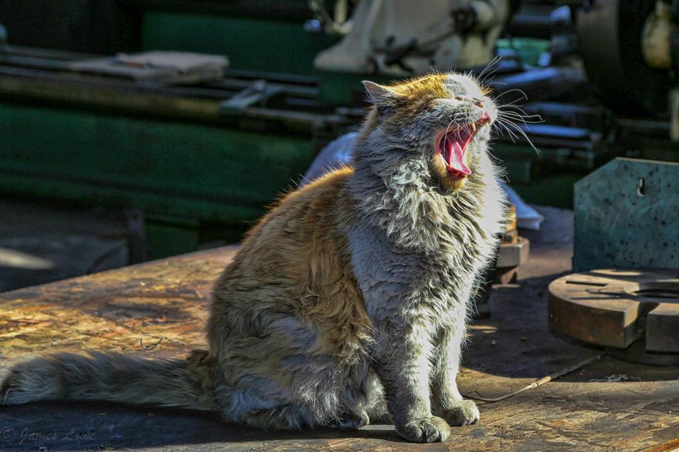 кошка зевает