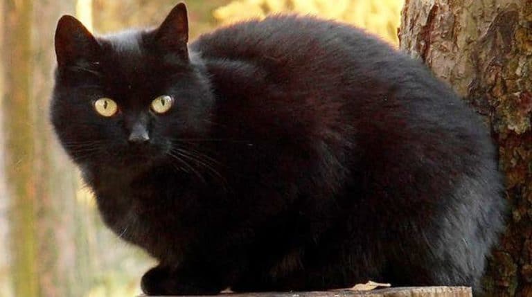 black kitty
