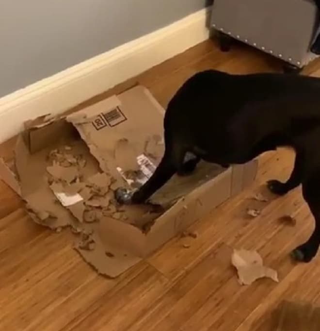 Собака грызет коробку