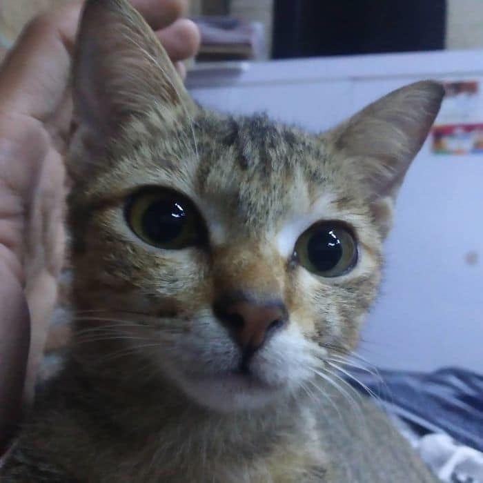 котенок с большими глазами