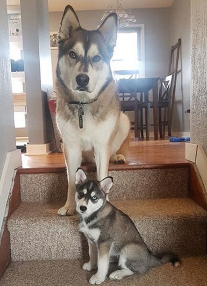 Две собаки