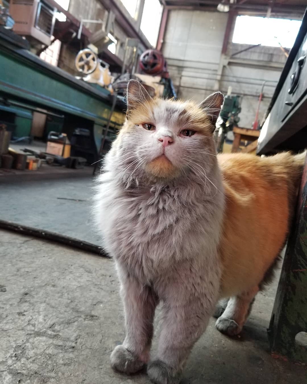 грязная кошка