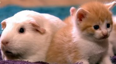 guinea pig and kitten