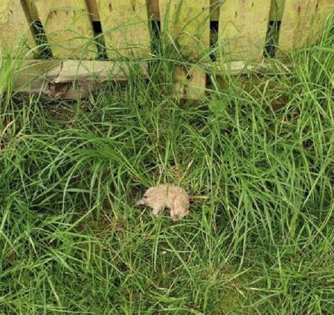 Котенок на траве
