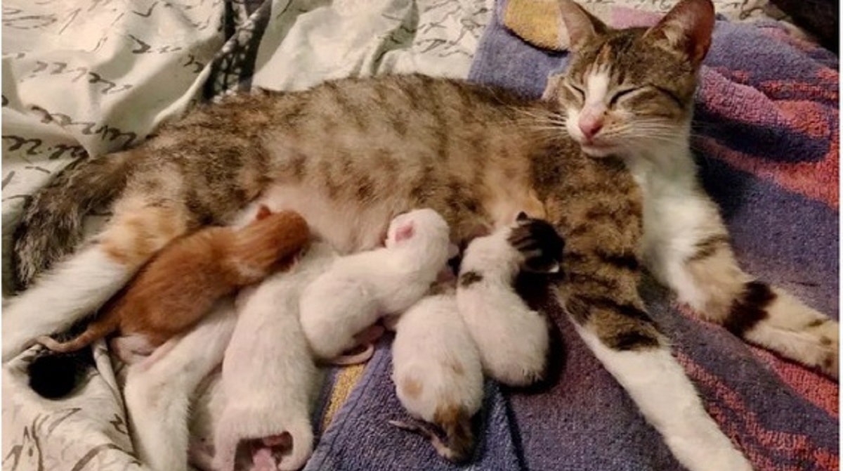 Рождающие котята. Мама кошка и котенок. Кошка с родившимися котятами.