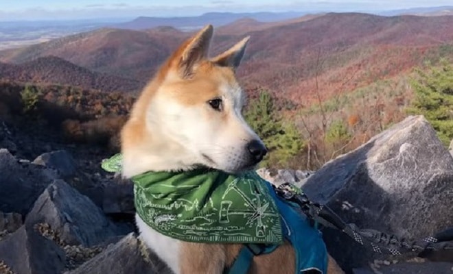 Собака в горах 