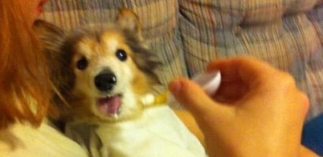 Собаку кормят из ложечки