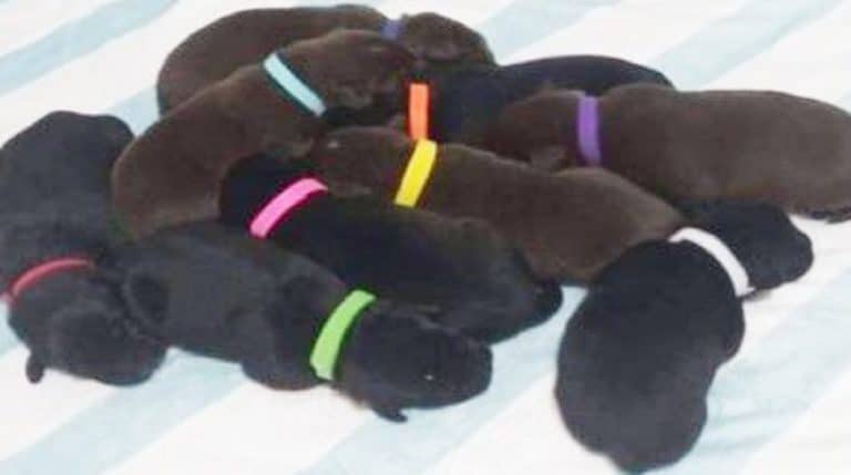 nine pups