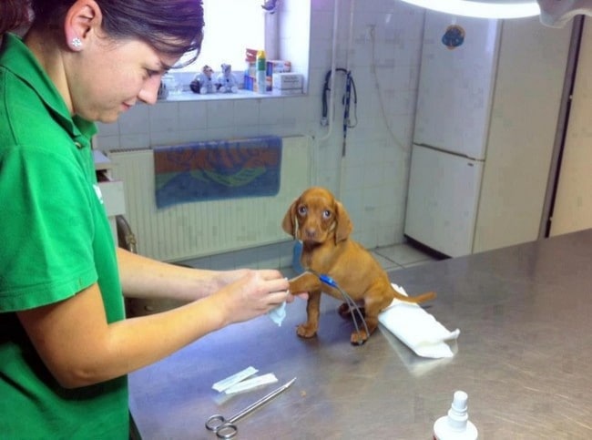 щенок у врача