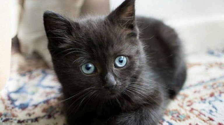 tiny black kitty