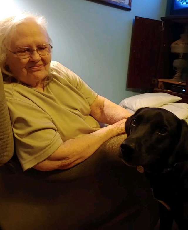 пес и бабушка