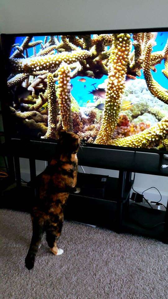кошка возле телевизора