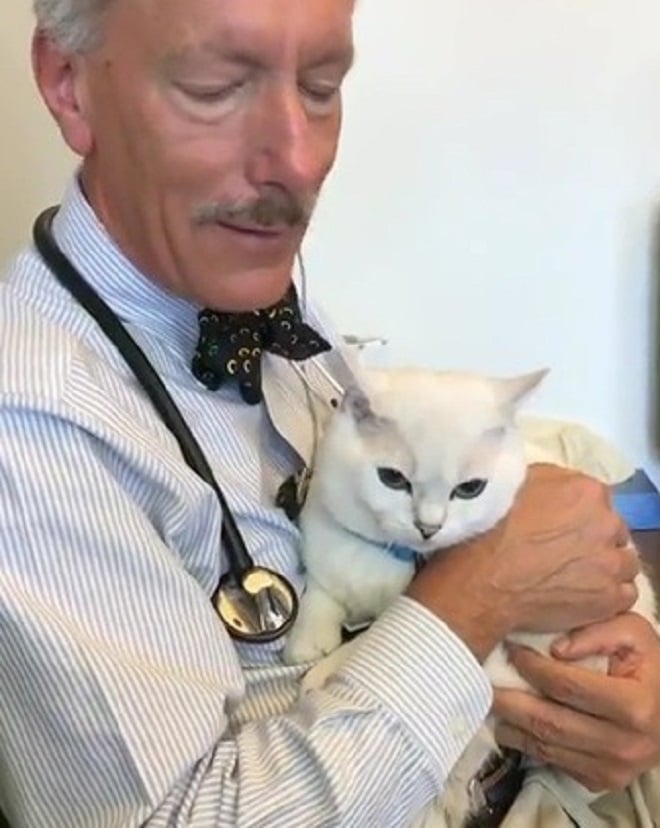 Кот и врач