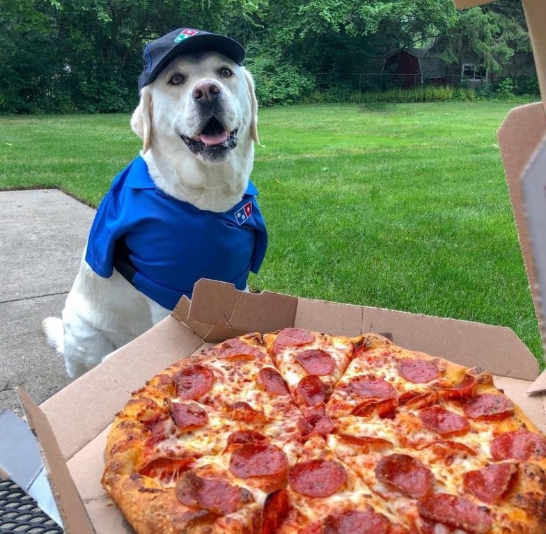 пес с пиццой