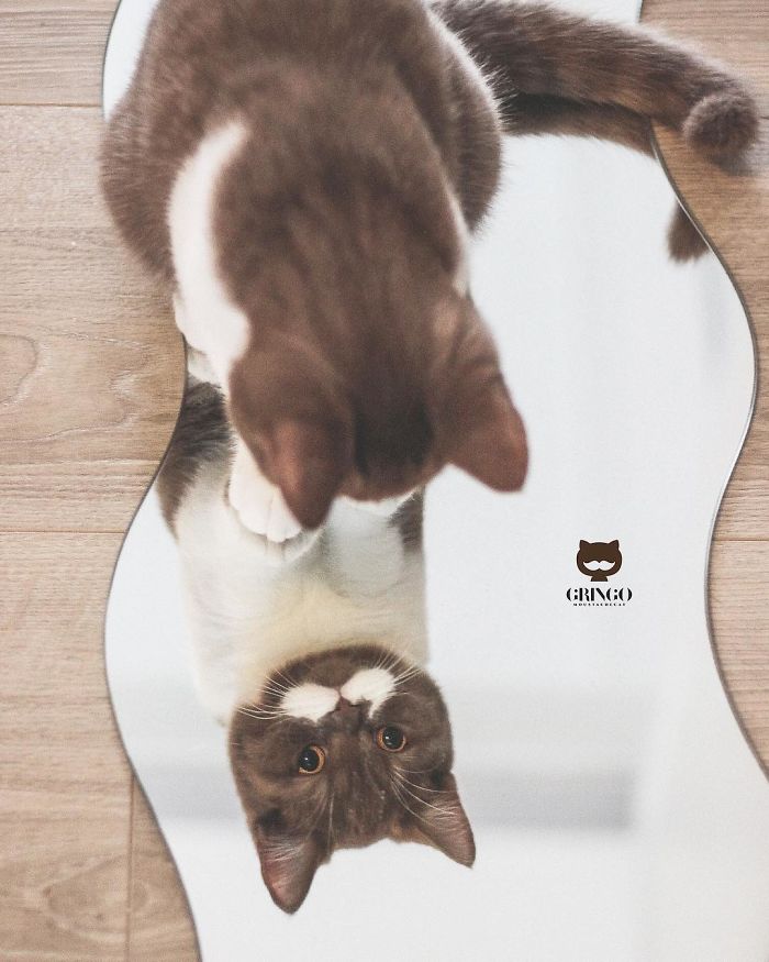 кошка смотрит в зеркало