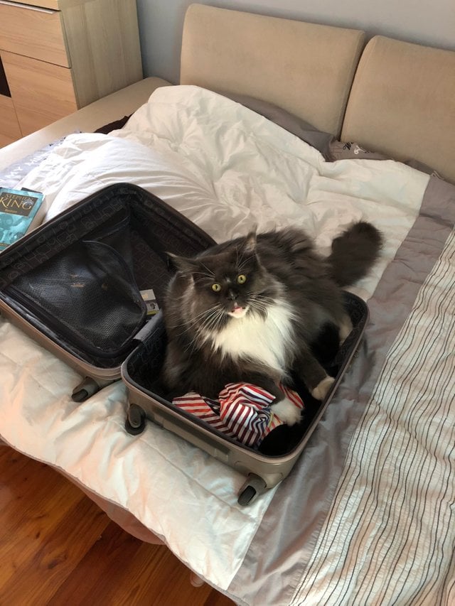кот в чемодане