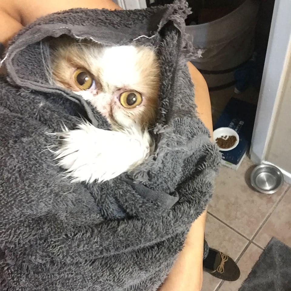 кот в полотенце