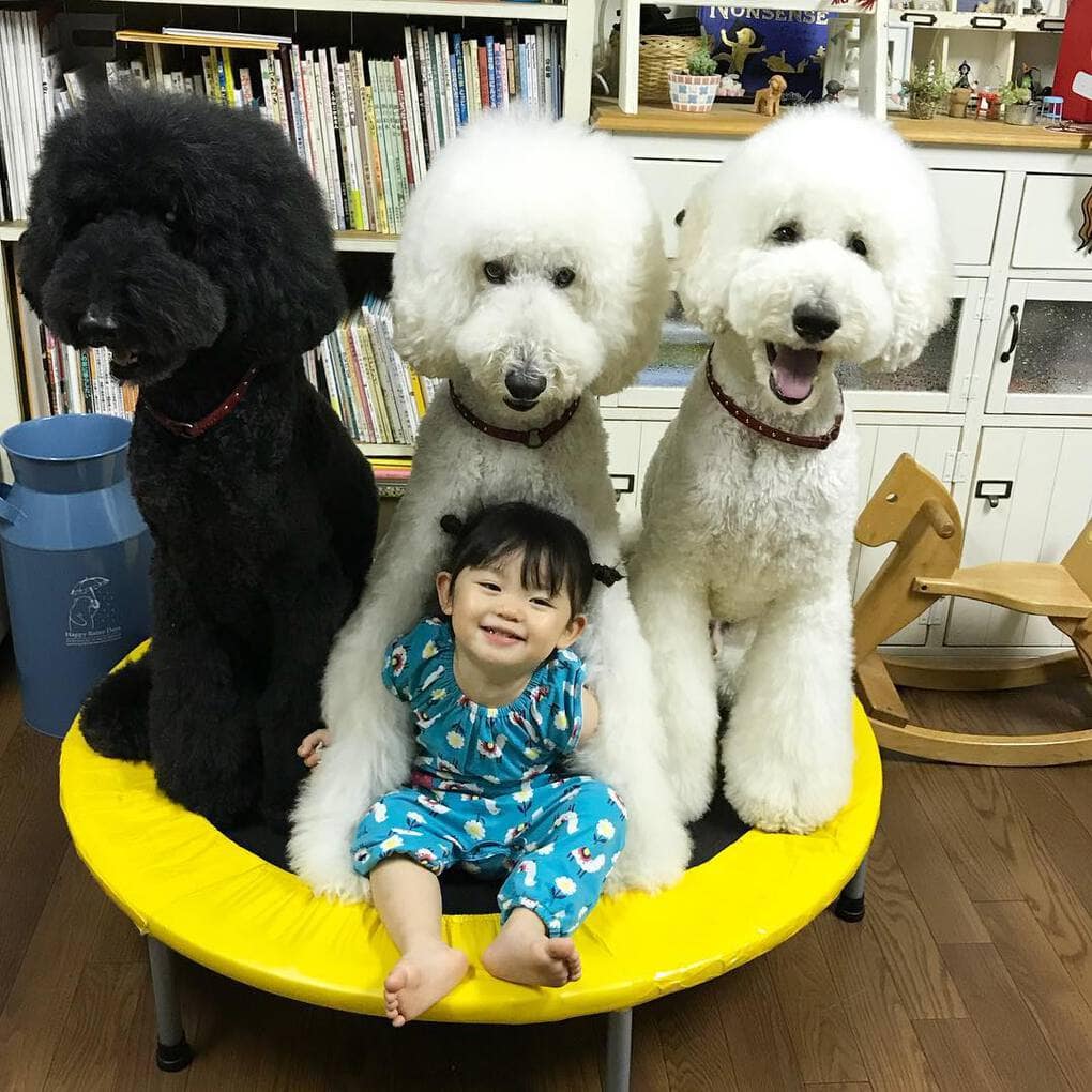девочка с собаками