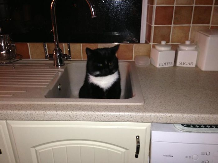 кот в раковине