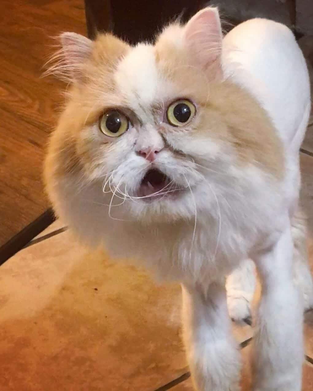 удивленный кот