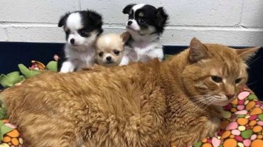 Cat and puppies