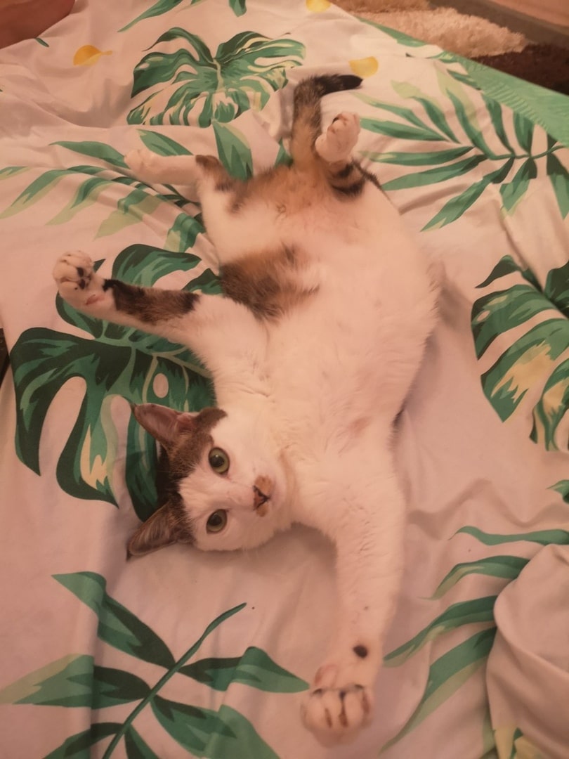 кошка на кровати