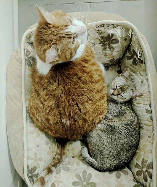 Коты в кроватке
