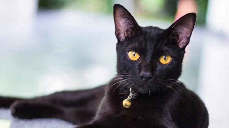 black cat Mia