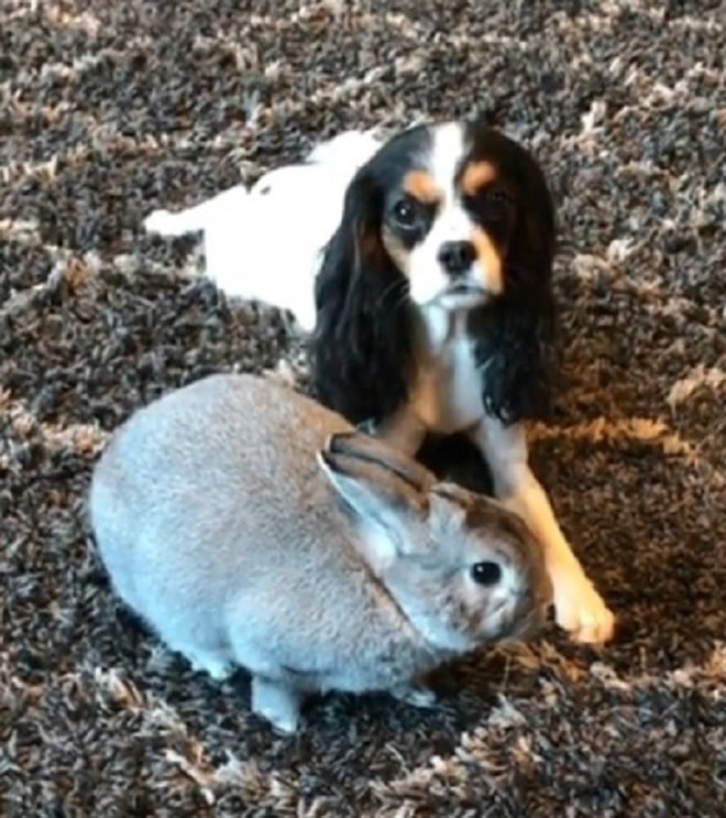 Собака и кролик