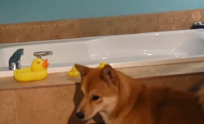 Пес в ванной