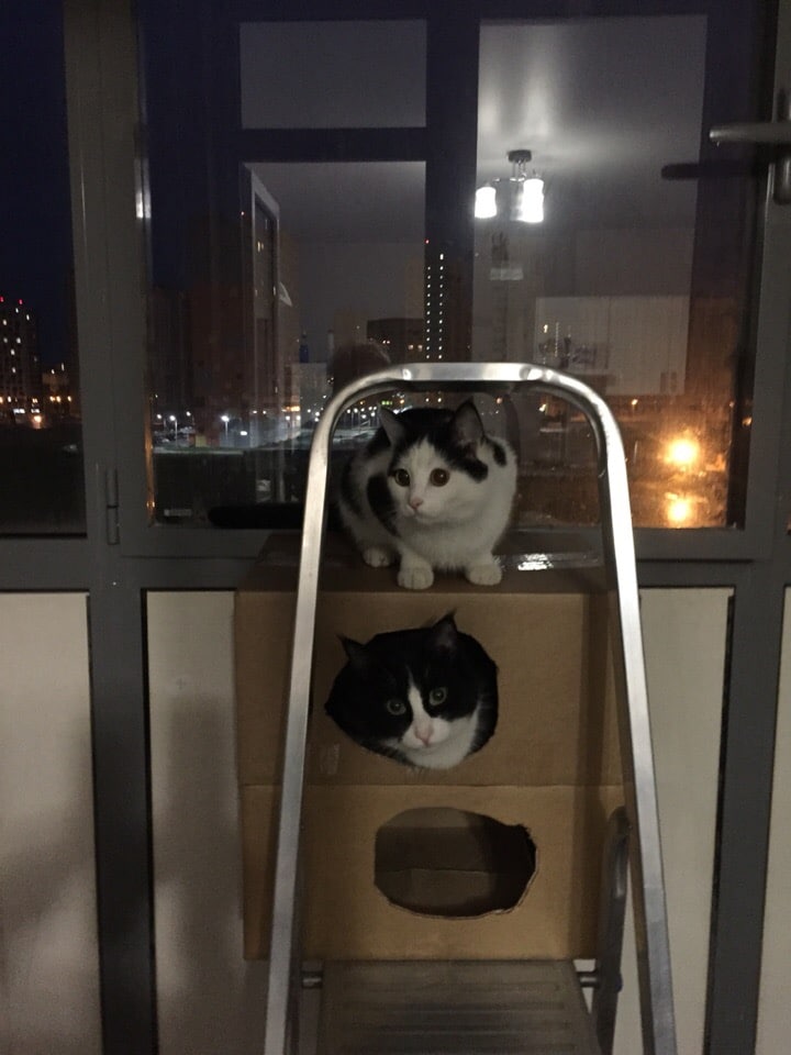 коты в коробке 