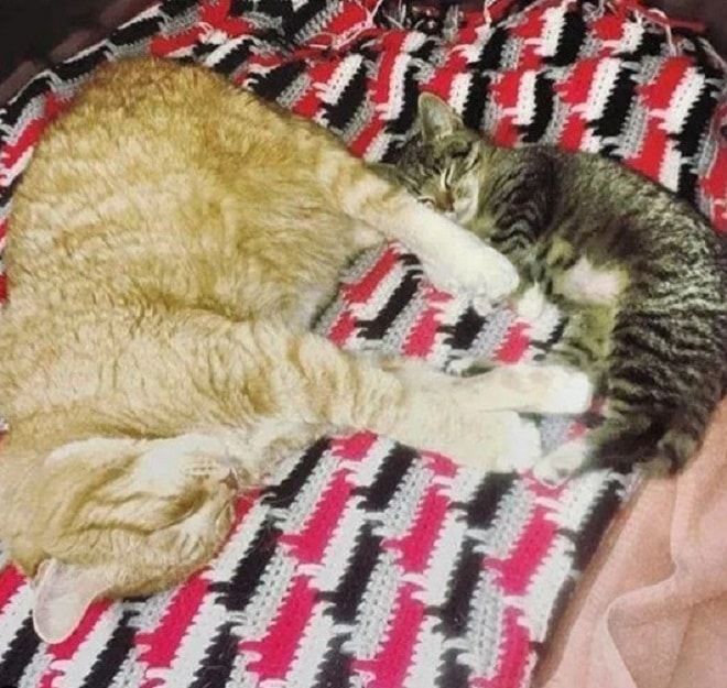 Кот и котенок спят 