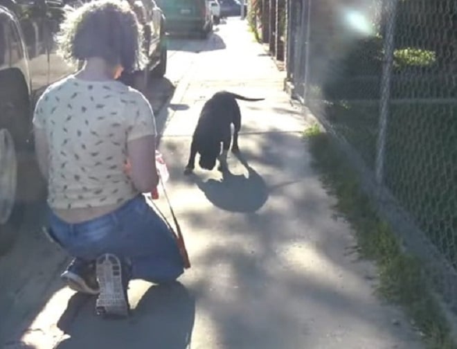 Собака бежит к девушке