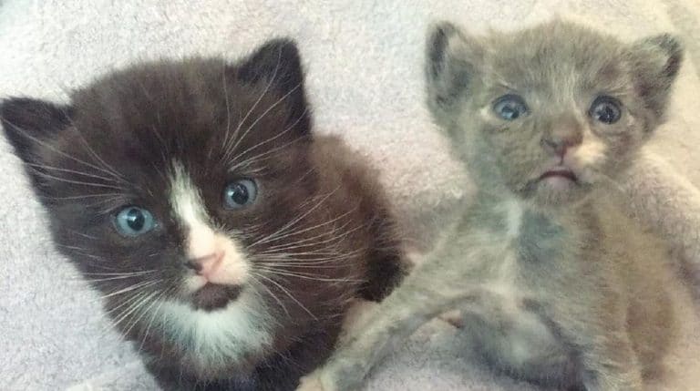 grey and black kittens