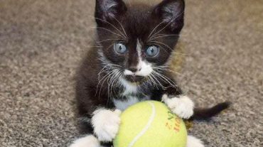 kitten and ball