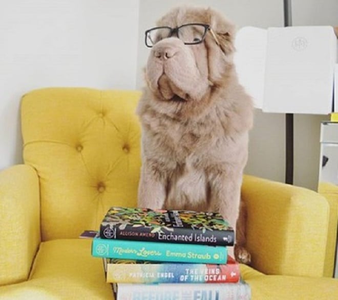 Собака и книги