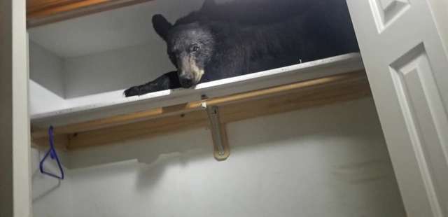 медведь в шкафу