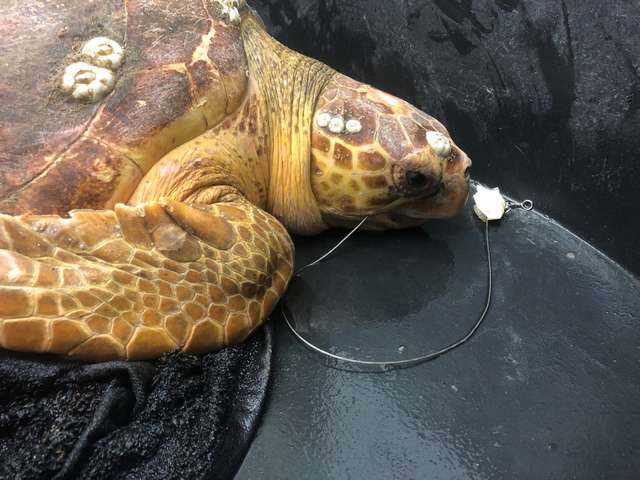 черепаха с крючком во рту